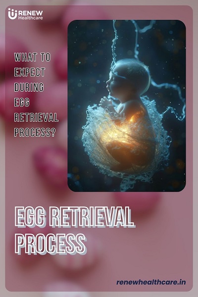Egg Retrieval Process