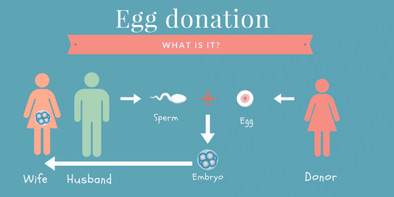 Egg donation process