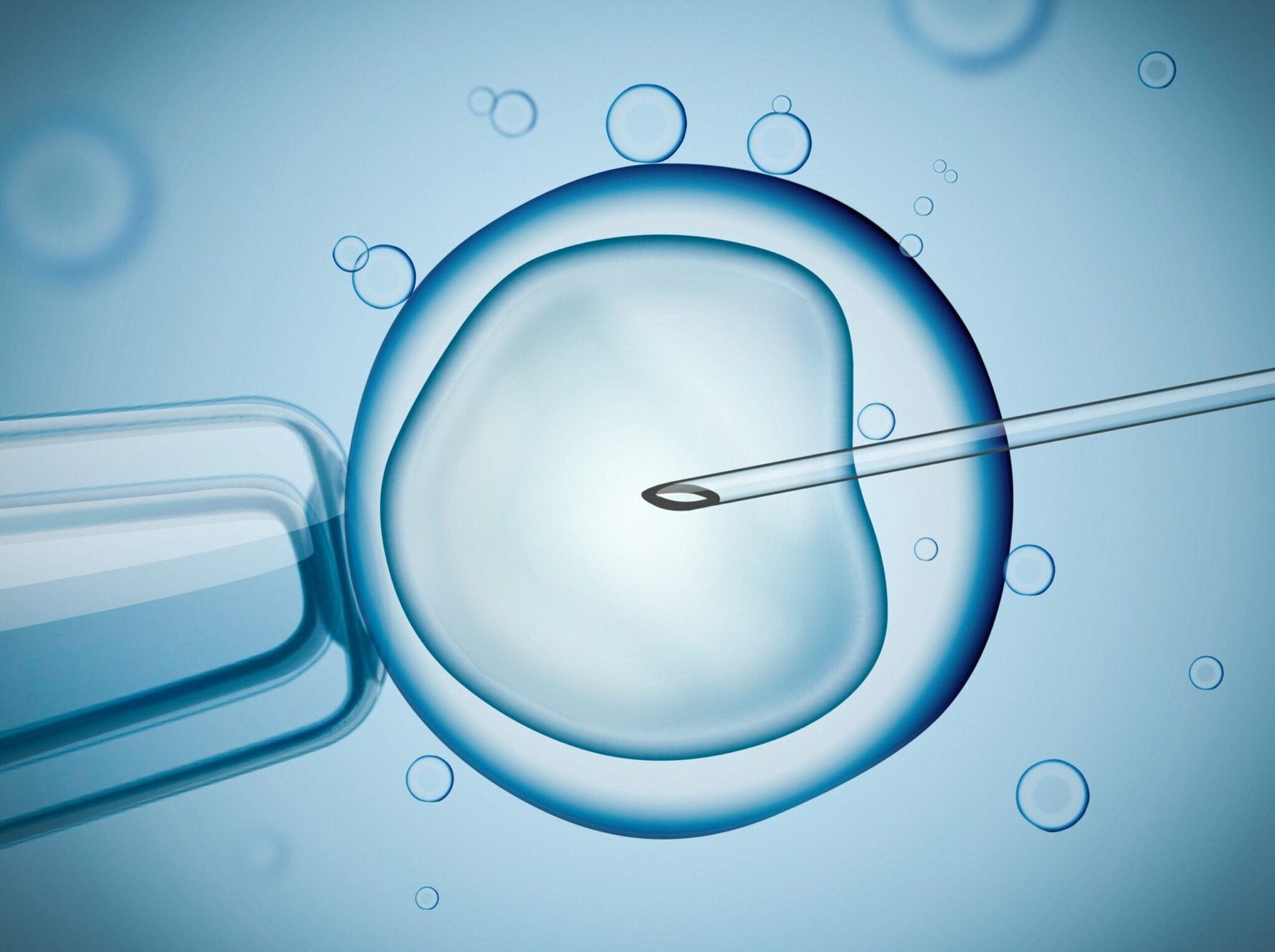 ivf microscopic image