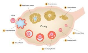 ovarian reserve test