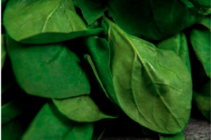 Spinach 