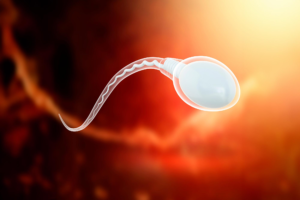 intracytoplasmic sperm injection